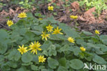 Speenkruid (Ranunculus ficaria)