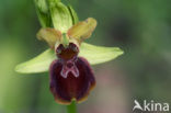 Early Spider Orchid (Ophrys sphegodes)