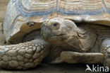 African Spurred Tortoise