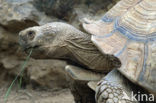 Sporenschildpad (Geochelone sulcata) 