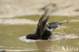 European Starling (Sturnus vulgaris)