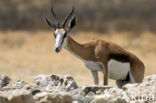 Springbok (Antidorcas marsupialis)