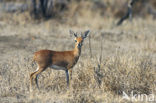 Steenbokantilope (Raphicerus campestris)