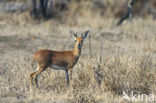 Steinbuck (Raphicerus campestris)