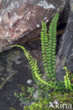 Maidenhair Spleenwort (Asplenium trichomanes)