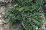 Maidenhair Spleenwort (Asplenium trichomanes)