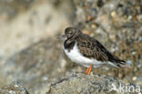 Steenloper (Arenaria interpres)