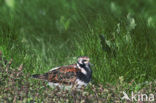 Ruddy Turnstone (Arenaria interpres)