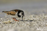 Steenloper (Arenaria interpres)