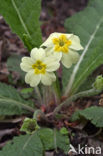 Stengelloze sleutelbloem (Primula vulgaris) 