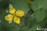 Stinkende gouwe (Chelidonium majus)