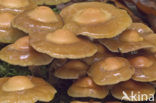 Stobbezwammetje (Pholiota mutabilis)