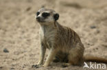 Slender-tailed meerkat (Suricata suricata)