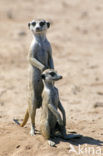 Meerkat (Suricata suricatta)