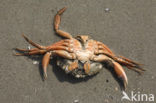 Strandkrab (Carcinus maenas)