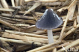 inkcap (Coprinus macrocephalus)