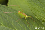 Struiksprinkhaan (Leptophyes punctatissima)