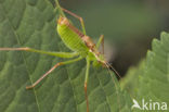 Struiksprinkhaan (Leptophyes punctatissima)