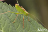 Struiksprinkhaan (Leptophyes punctatissima)