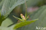 Struiksprinkhaan (Leptophyes punctatissima)