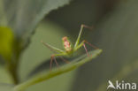 Speckled Bush-cricket (Leptophyes punctatissima)