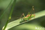 Struiksprinkhaan (Leptophyes punctatissima)