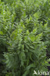 skirret (Sium sisarum)