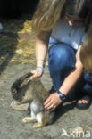 Rabbit (Oryctolagus cuniculus) 