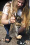 Rabbit (Oryctolagus cuniculus) 