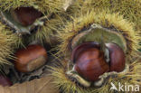 Sweet Chestnut (Castanea sativa)