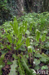 Tongvaren (Asplenium scolopendrium)