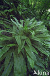 Tongvaren (Asplenium scolopendrium)