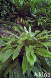 Tongvaren (Asplenium scolopendrium)