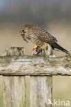 Common Kestrel (Falco tinnunculus)
