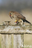 Torenvalk (Falco tinnunculus)