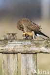 Common Kestrel (Falco tinnunculus)