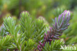 Reflexed Stonecrop (Sedum reflexum)