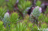 Reflexed Stonecrop (Sedum reflexum)