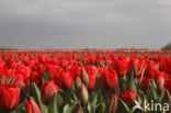 Tulp (Tulipa)