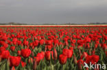 Tulp (Tulipa)