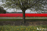 Tulip (Tulipa)