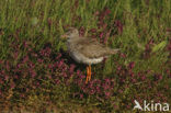 Tureluur (Tringa totanus) 