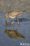 Common Redshank (Tringa totanus)
