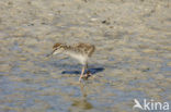 Common Redshank (Tringa totanus)