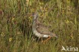 Tureluur (Tringa totanus) 