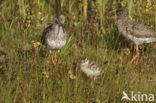 Tureluur (Tringa totanus) 