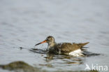 Tureluur (Tringa totanus) 