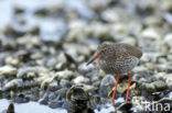 Common Redshank (Tringa totanus)