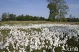 Veenpluis (Eriophorum angustifolium)