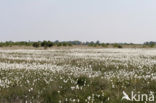 Veenpluis (Eriophorum angustifolium)